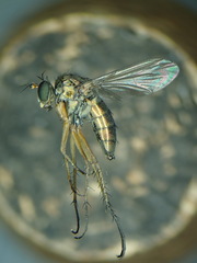 Dolichopus plumipes