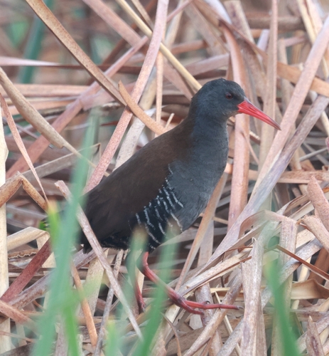 iNaturalist image