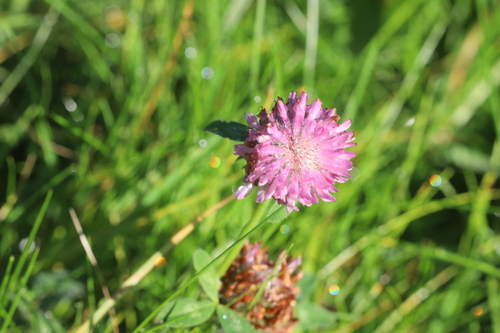 Red Clover