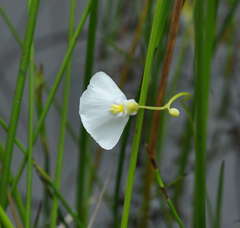 Utricularia barkeri