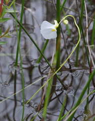 Utricularia barkeri