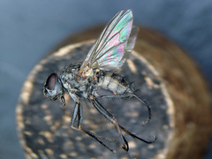 Hydrophoria ruralis