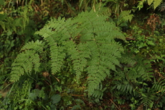 Dryopteris peranema