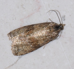 Celypha striana