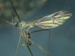 Ormosia nodulosa