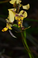 Diuris platichila