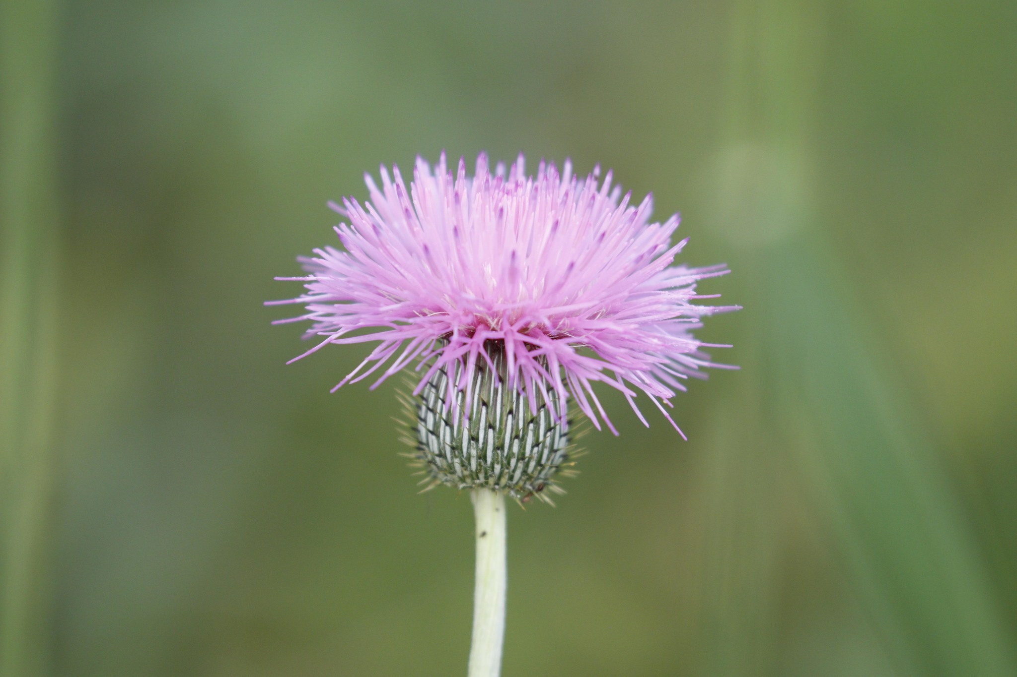 Cirsium texanum