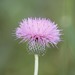 Texas Thistle - Photo (c) Donna Pomeroy, some rights reserved (CC BY-NC), uploaded by Donna Pomeroy