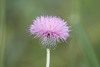 Texas Thistle - Photo (c) Donna Pomeroy, some rights reserved (CC BY-NC), uploaded by Donna Pomeroy