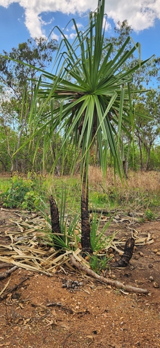 Pandanus spiralis observed 2026-10-03