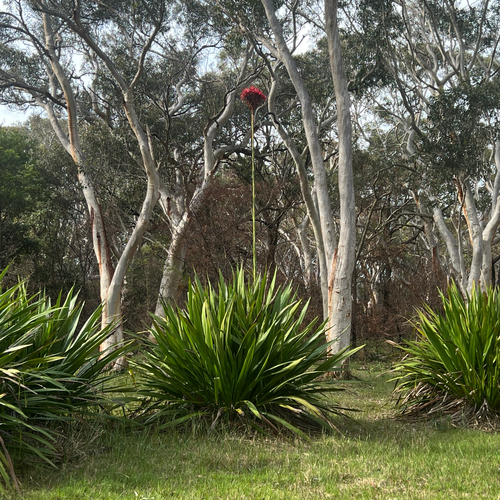 Gymea lily (Doryanthes excelsa)