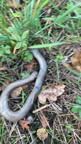 Common Slowworm