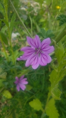 Malva sylvestris sylvestris