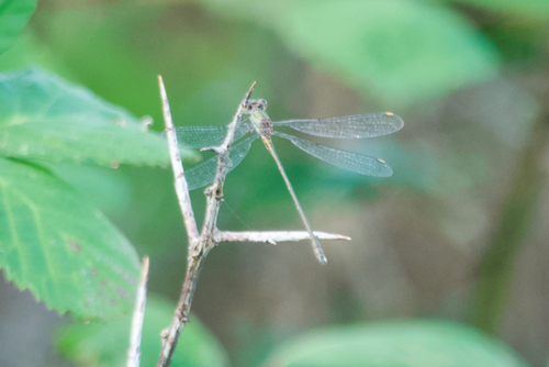 Western Willow Spreadwing
