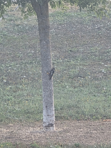 Great Spotted Woodpecker