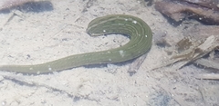 Whitmania pigra