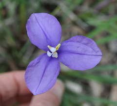 Patersonia occidentalis occidentalis