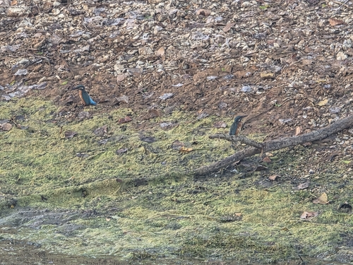 Common Kingfisher