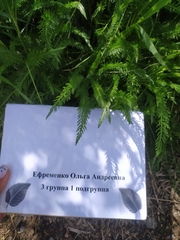 Achillea millefolium