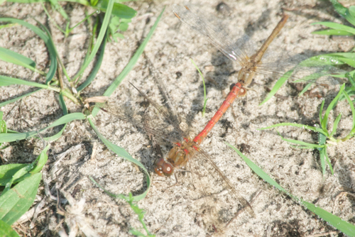 Common Darter