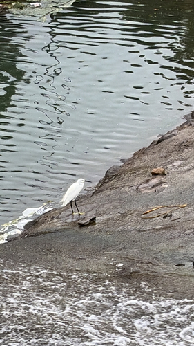 Little Egret