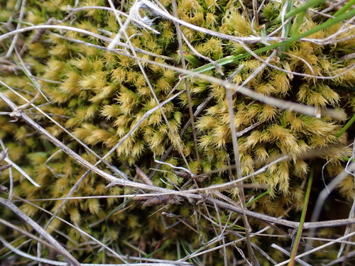 Breutelia affinis observed 2026-10-03