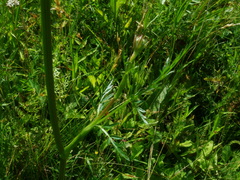 Silphiodaucus prutenicus