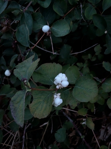 Common Snowberry