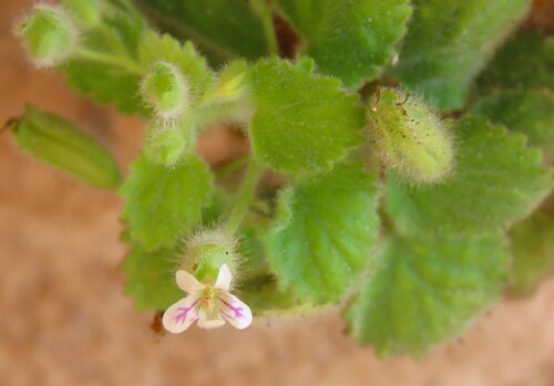 Camptoloma rotundifolium (Camptoloma rotundifolium)