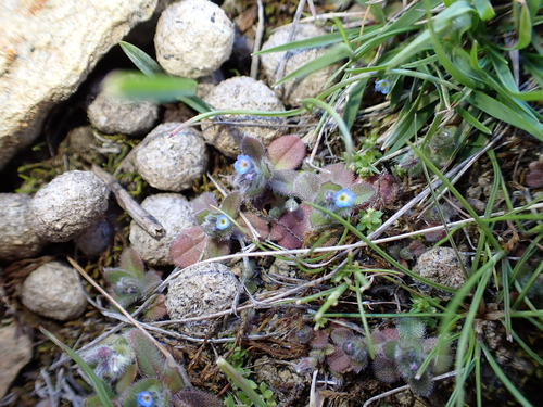 Myosotis arvensis observed 2026-10-03