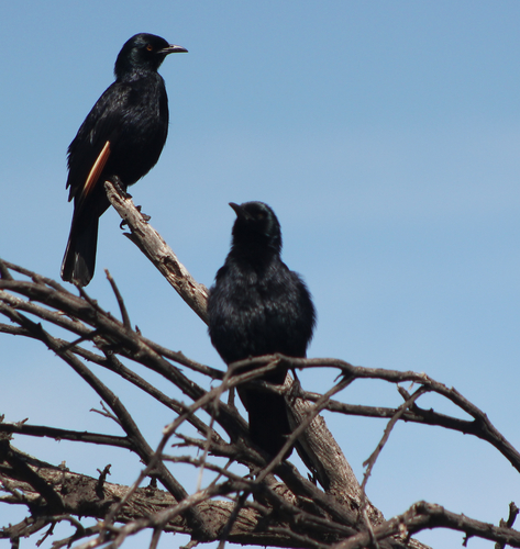 iNaturalist image