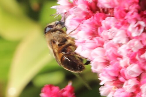 Western Honey Bee