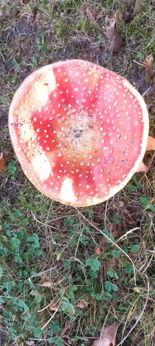 Fly Agaric