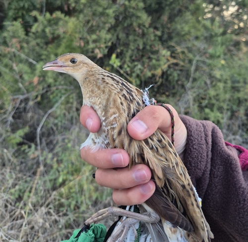 iNaturalist image