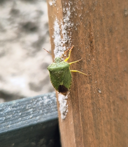 Green Shield Bug