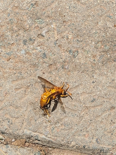 Yellow Oriental Paper Wasp