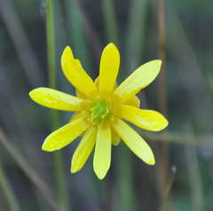 Ranunculus glabrifolius