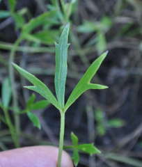 Ranunculus glabrifolius