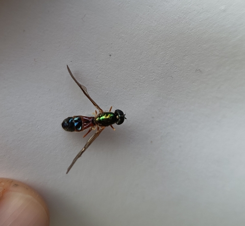 Twin-Spot Centurion Fly