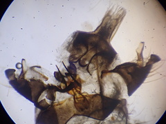 Ormosia nodulosa