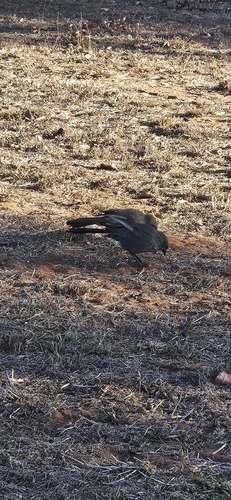 Apostlebird