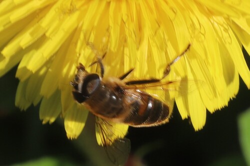 Common Drone Fly