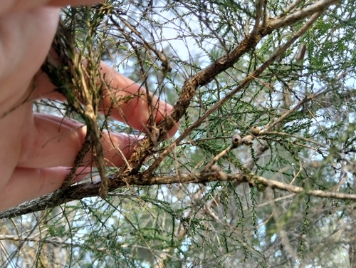 Melaleuca irbyana, 2026-10-03