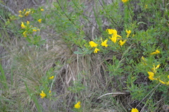 Chamaecytisus kreczetoviczii