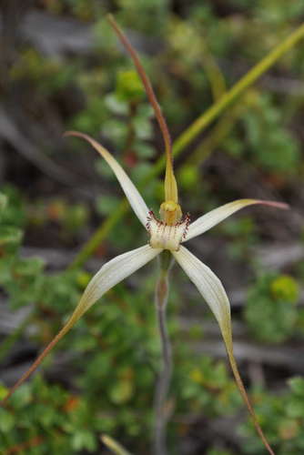 Image of Caladenia fragrantissima by (c) Kevin Sparrow, some rights reserved (CC BY)