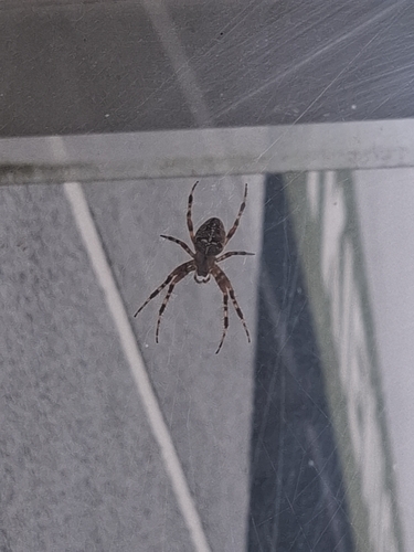 Cross Orbweaver