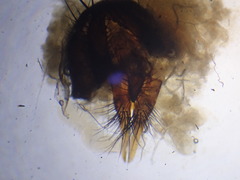 Hydrophoria ruralis