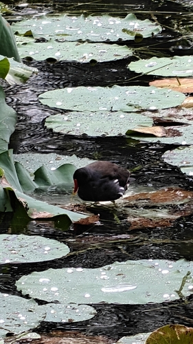 Eurasian Moorhen