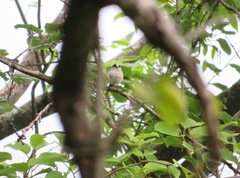 Aegithalos caudatus