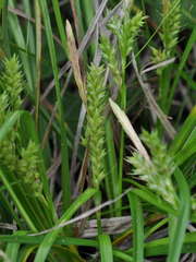 Carex breviculmis
